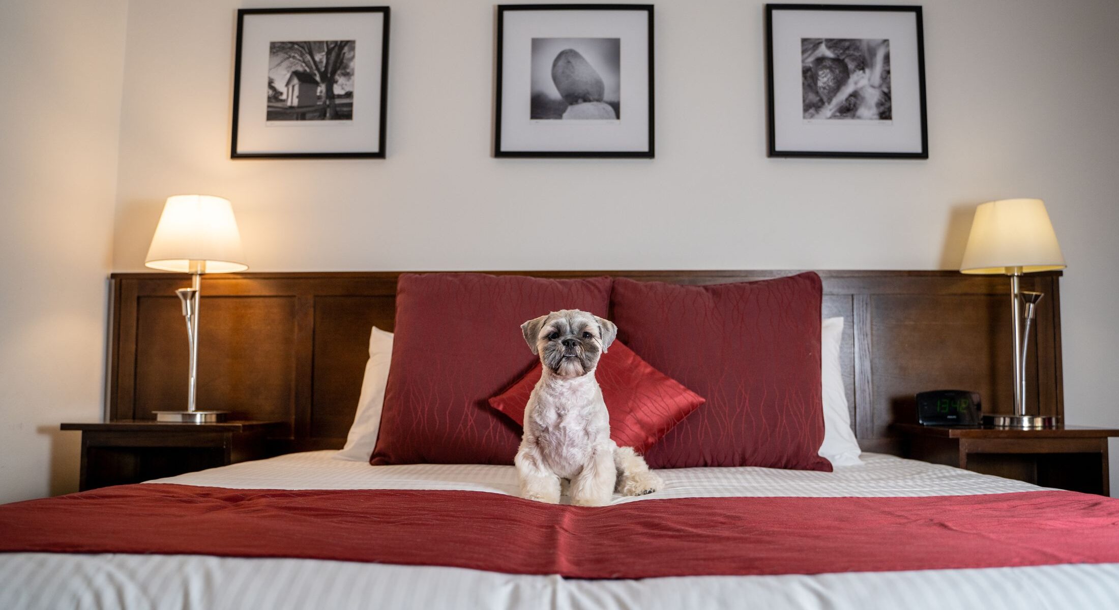 Accommodation Canberra Pet Friendly