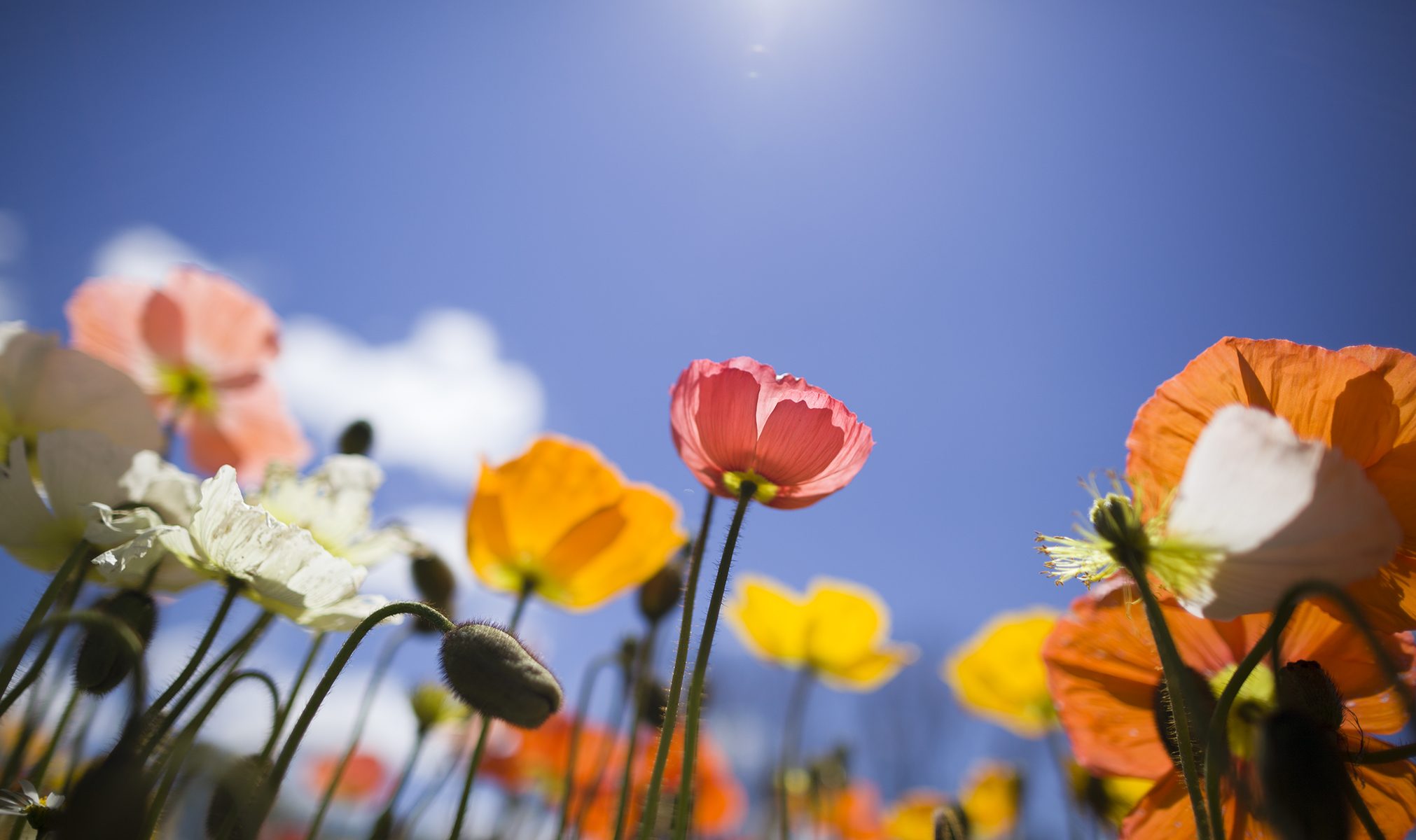 Vibrant spring flowers at Floriade in Canberra with colourful garden displays and visitors enjoying the festival.