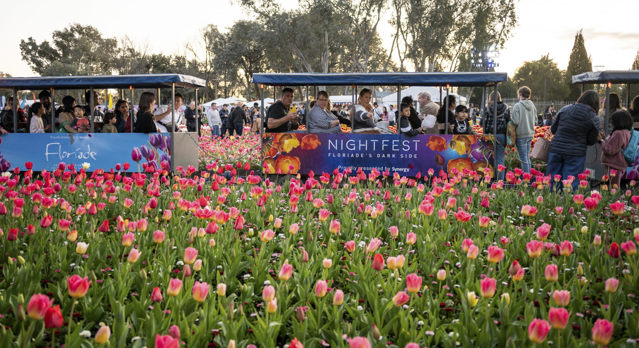 Thousands of colourful tulips and seasonal blooms flowering at Floriade in Commonwealth Park, Canberra.