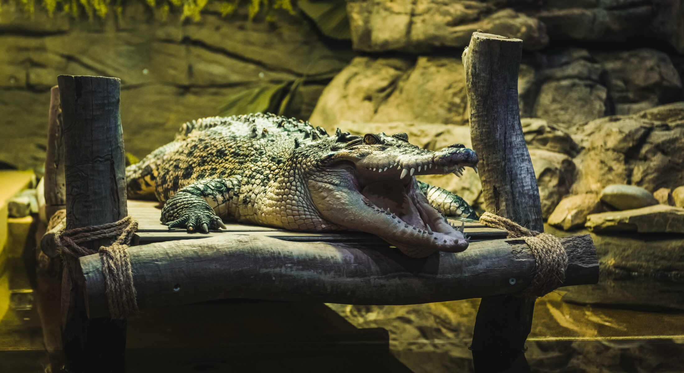 Crocodile at Canberra Reptile Zoo