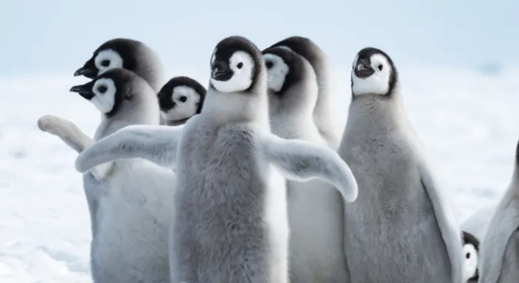 Antarctica at the National Museum of Australia